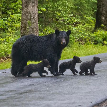 セバービル Bear Endヴィラ エクステリア 写真