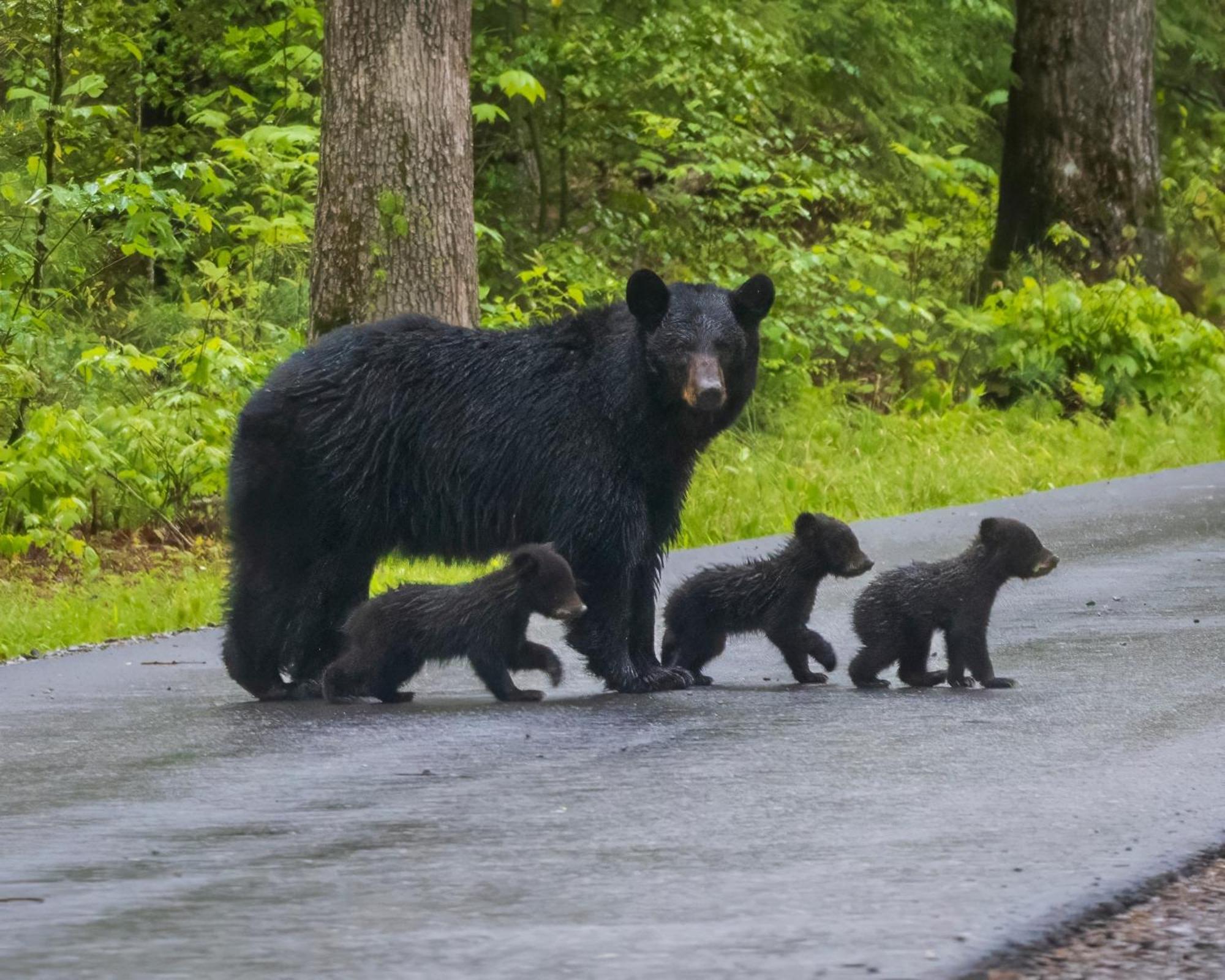 セバービル Bear Endヴィラ エクステリア 写真